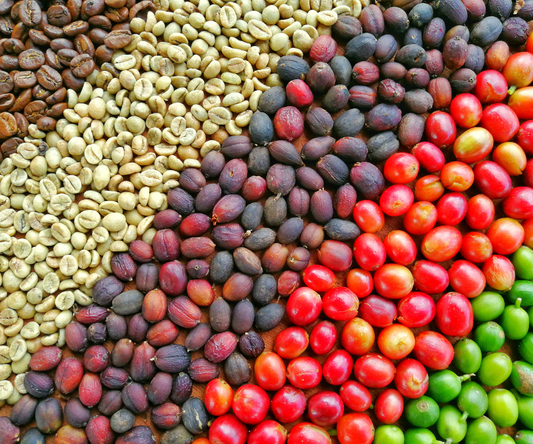 all different stages of the coffee bean process next to each other in order