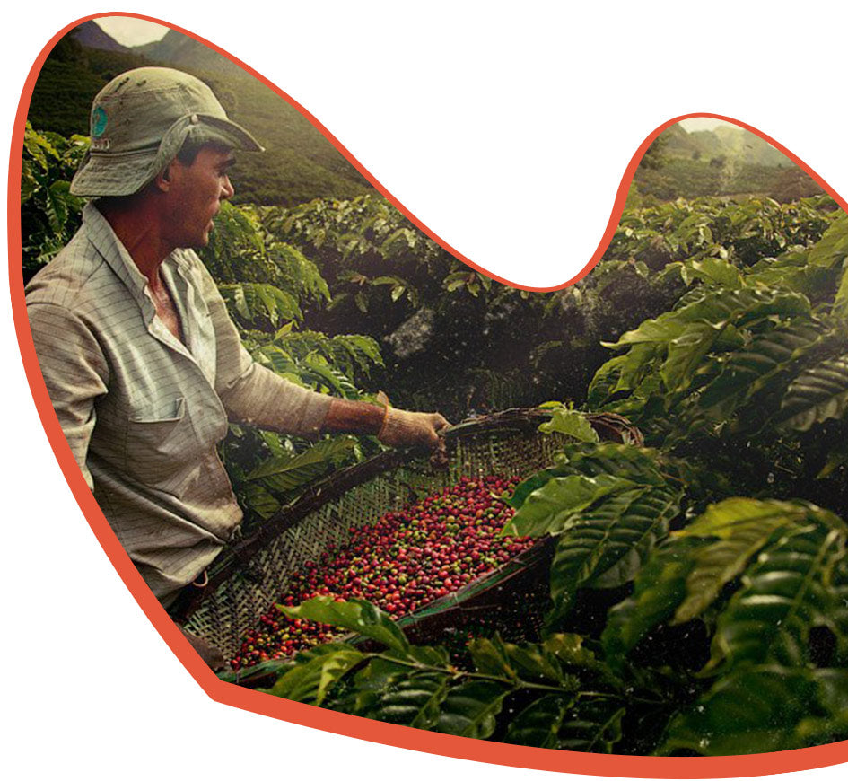 A man harvesting coffee beans from a coffee bean plant.